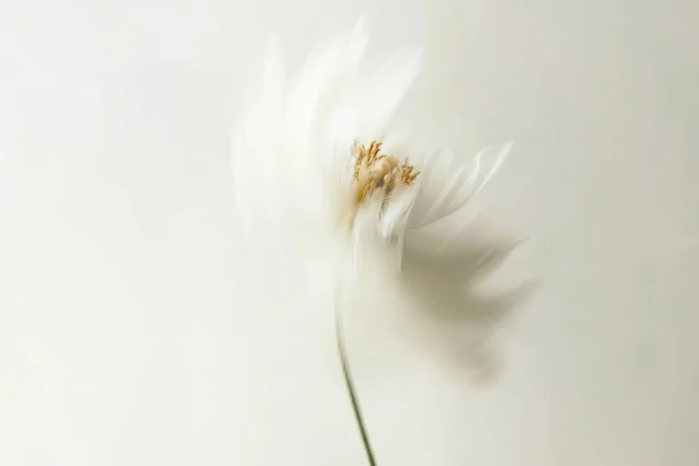 Fiore bianco con pistilli dorati fotografato con effetto mosso su sfondo avorio chiaro